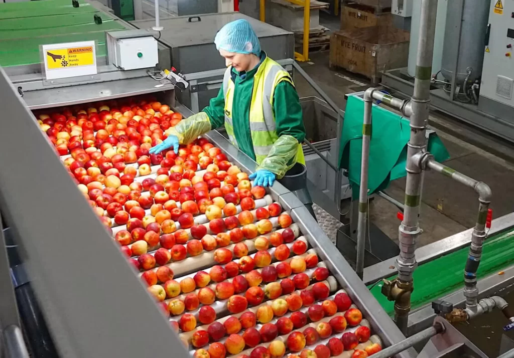 How Wye Fruit transformed an old space into a smart and efficient new packing area